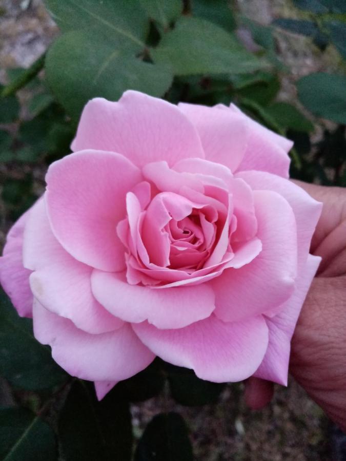 I Giardini Di Palazzo Ducale Διαμέρισμα Pietramelara Εξωτερικό φωτογραφία